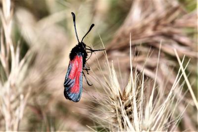 Zygène des garrigues (La), Zygène rubiconde (La),  Zygaena erythrus (Hübner, 1806)