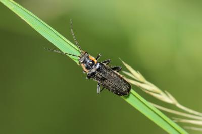 Cantharis obscura Linnaeus, 1758