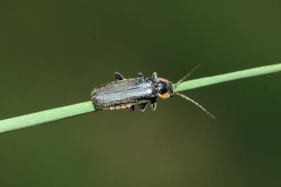  Cantharis obscura Linnaeus, 1758