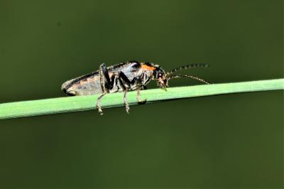  Cantharis obscura Linnaeus, 1758