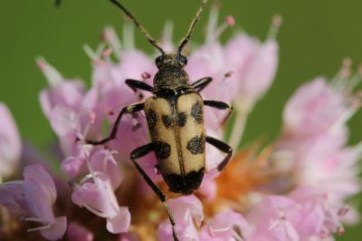 Lepture trapu Pachytodes cerambyciformis (Schrank, 1781)