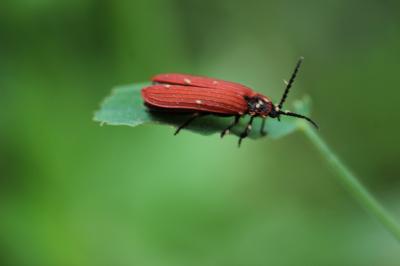 Lycie sanguine Lygistopterus sanguineus (Linnaeus, 1758)