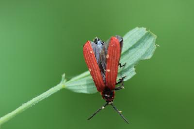 Lycie sanguine Lygistopterus sanguineus (Linnaeus, 1758)