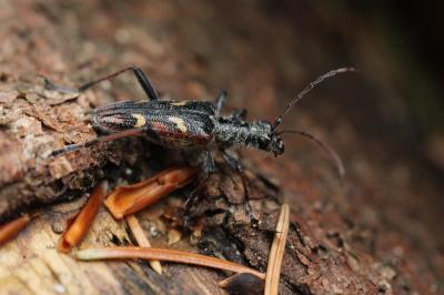  Rhagium bifasciatum Fabricius, 1775