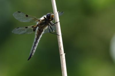 Libellule quadrimaculée (La), Libellule à quatre t Libellula quadrimaculata Linnaeus, 1758