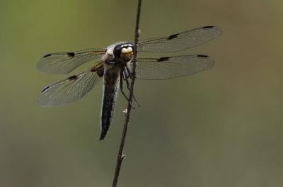 Libellule quadrimaculée (La), Libellule à quatre t Libellula quadrimaculata Linnaeus, 1758