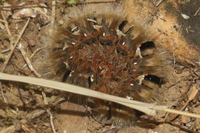 Bombyx du Chêne (Le), Minime à bandes jaunes (Le) Lasiocampa quercus (Linnaeus, 1758)