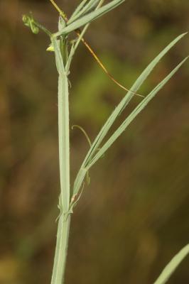 Gesse hérissée, Gesse hirsute Lathyrus hirsutus L., 1753