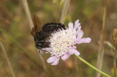 Abeille charpentière, Xylocope violet Xylocopa violacea (Linnaeus, 1758)