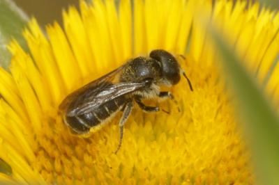  Osmia Panzer, 1806