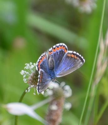 Azuré bleu-céleste (L'), Bel-Argus (Le), Argus ble Lysandra bellargus (Rottemburg, 1775)