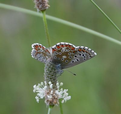 Azuré bleu-céleste (L'), Bel-Argus (Le), Argus ble Lysandra bellargus (Rottemburg, 1775)