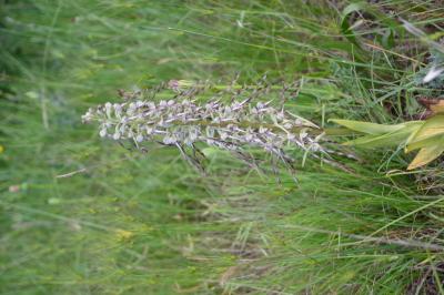 Orchis bouc, Himantoglosse à odeur de bouc Himantoglossum hircinum (L.) Spreng., 1826