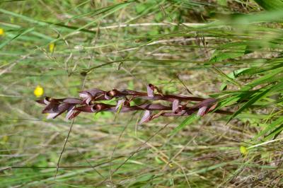 Sérapias en soc, Sérapias à labelle long Serapias vomeracea (Burm.f.) Briq., 1910