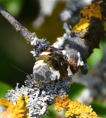 Collier blanc (Le) Acontia lucida (Hufnagel, 1766)