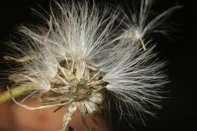 Crépis bulbeux Sonchus bulbosus (L.) N.Kilian & Greuter, 2003