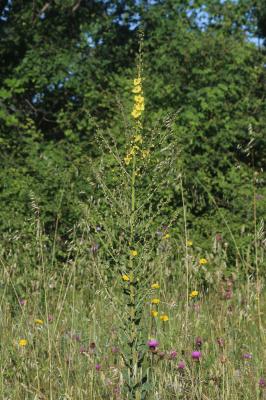 Molène blattaire, Herbe aux mites Verbascum blattaria L., 1753