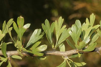 Épine d'Espagne Crataegus azarolus L., 1753