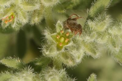 Herniaire velue Herniaria hirsuta L., 1753