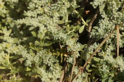 Herniaire velue Herniaria hirsuta L., 1753