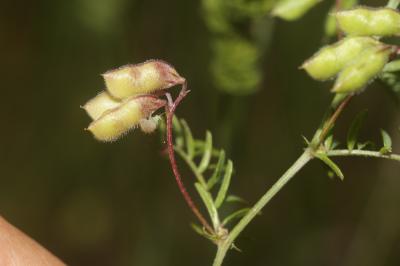 Vesce à deux graines Vicia disperma DC., 1813