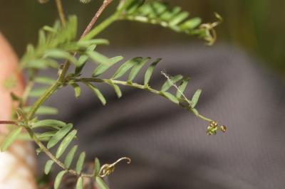 Vesce à deux graines Vicia disperma DC., 1813