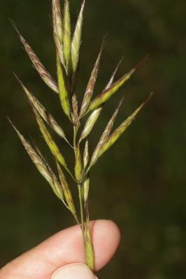 Brome lancéolé Bromus lanceolatus Roth, 1797
