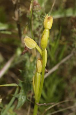 Ophrys jaune Ophrys lutea Cav., 1793