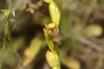 Ophrys jaune Ophrys lutea Cav., 1793