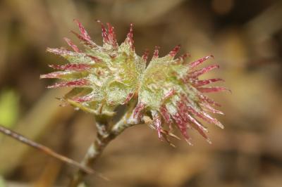 Sainfoin Tête-de-coq Onobrychis caput-galli (L.) Lam., 1779