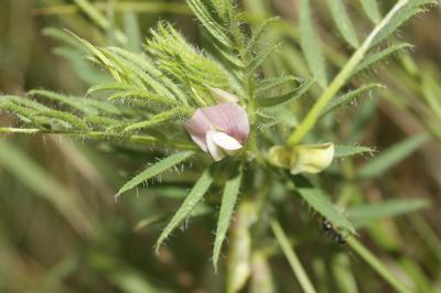Vesce jaune Vicia lutea L., 1753