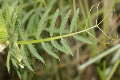 Vesce jaune Vicia lutea L., 1753