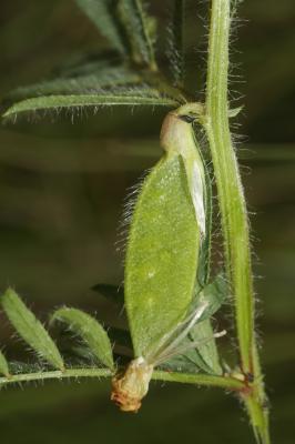 Vesce jaune Vicia lutea L., 1753