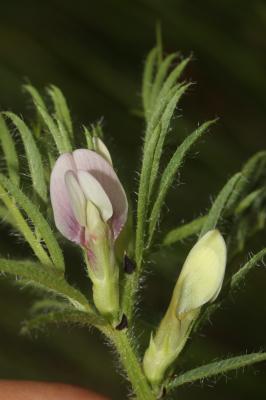 Vesce jaune Vicia lutea L., 1753