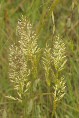 Trisète commune, Avoine dorée Trisetum flavescens (L.) P.Beauv., 1812