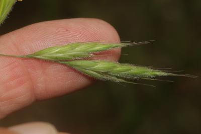 Brome lancéolé Bromus lanceolatus Roth, 1797