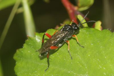  Macrophya diversipes (Schrank, 1782)