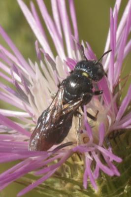 Cératine bleutée Ceratina cyanea (Kirby, 1802)