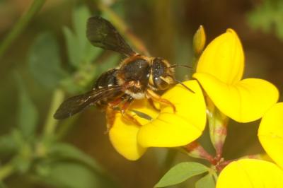  Rhodanthidium septemdentatum (Latreille, 1809)