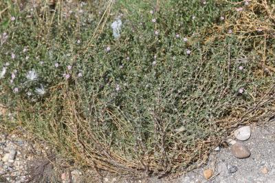 Sabline rouge Spergula rubra (L.) D.Dietr., 1840