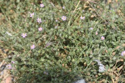 Sabline rouge Spergula rubra (L.) D.Dietr., 1840
