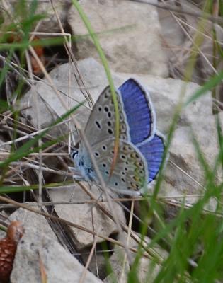 Azuré de l'Adragant (L'), Azuré du Plantain (L'),  Polyommatus escheri (Hübner, 1823)