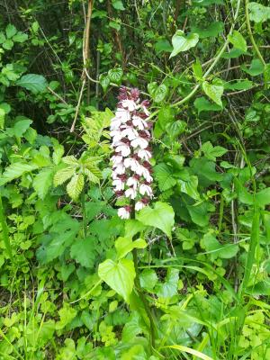 Orchis brûlé Neotinea ustulata (L.) R.M.Bateman, Pridgeon & M.W.Chase, 1997