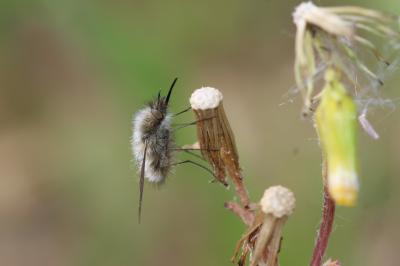  Bombylius trichurus Pallas, 1818