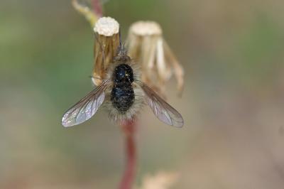  Bombylius trichurus Pallas, 1818