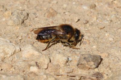  Chalicodoma
