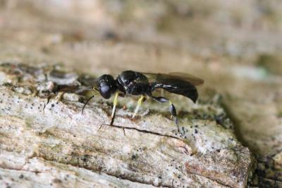  Crossocerus podagricus (Vander Linden, 1829)