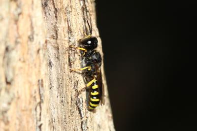  Ectemnius cavifrons (Thomson, 1870)