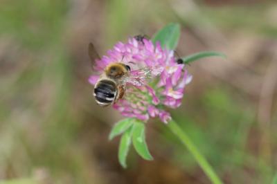  Eucera Scopoli, 1770