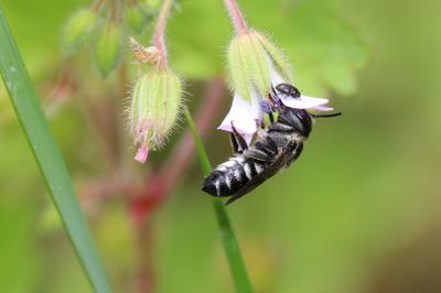  Megachile apicalis Spinola, 1808
